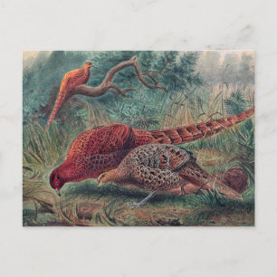 Soemmerring's fazant door Joseph Wolf Briefkaart