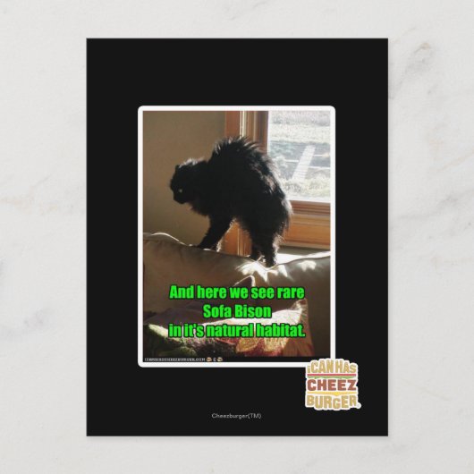 Sofa Bison Briefkaart (Voorkant)