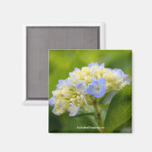 Soft Blue Hydrangea Flower Photography Magnet Magneet (Voorkant / Achterkant)