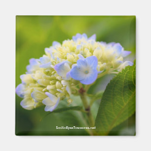 Soft Blue Hydrangea Flower Photography Magnet Magneet