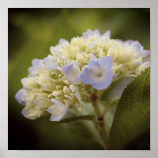 Soft Blue Hydrangea Flower  Tint Poster (Voorkant)