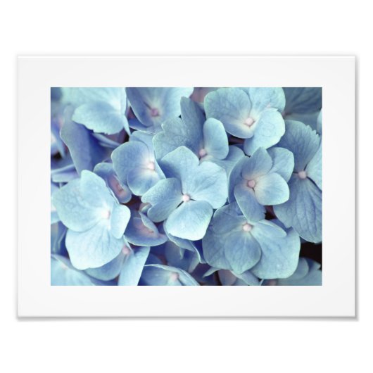 Soft Blue Hydrangea Pattern Foto Afdruk (Voorkant)
