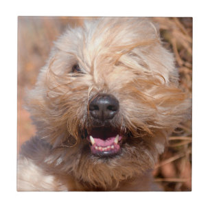 Soft Coated Wheaten Terrier portret Tegeltje