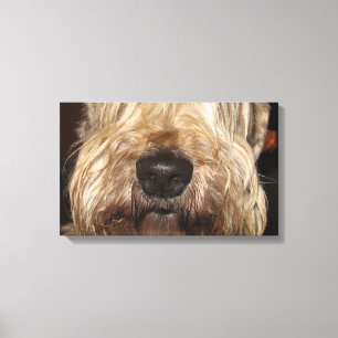 soft coated wheaton terrier.png canvas afdruk