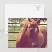 Soft Focus Scotch Briefkaart (Voorkant / Achterkant)