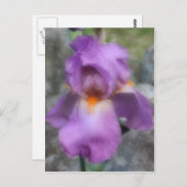 Soft Lavender Beared Iris Flower Briefkaart (Voorkant / Achterkant)