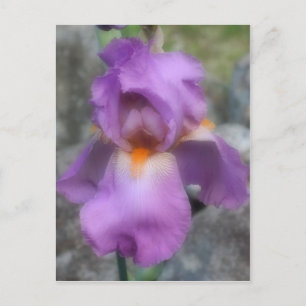 Soft Lavender Beared Iris Flower Briefkaart