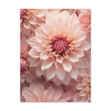 soft pastel colored dahlia flower