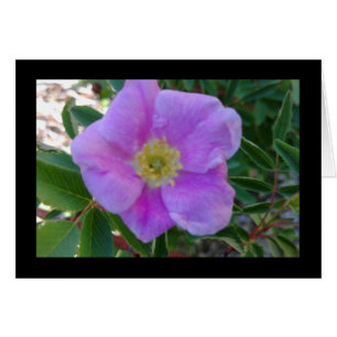 Soft Pink Bloom - Chanson de chansons 8:14 Carte d