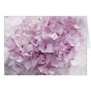 Soft Pink Hydrangea Blossom