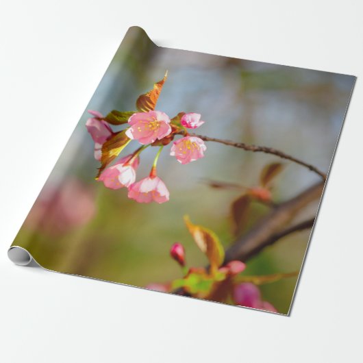 Soft roze Tender Sakura Flowers Cadeaupapier (Uitgerold)