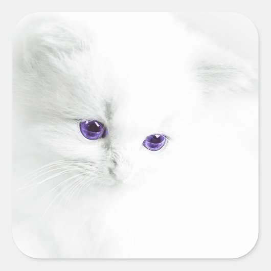 Soft White Kitten met Paarse ogen Vierkante Sticker (Voorkant)