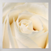Soft White Rose Poster (Voorkant)