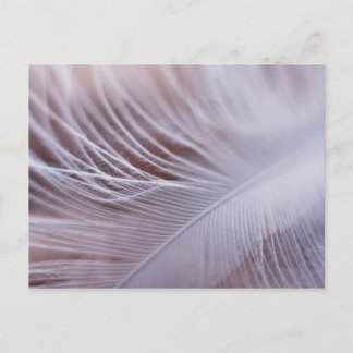 Soft white vether macrophotografie briefkaart