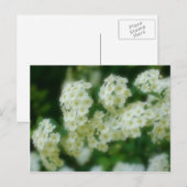 Soft Wild White Rambling Rozen Flowers Briefkaart (Voorkant / Achterkant)