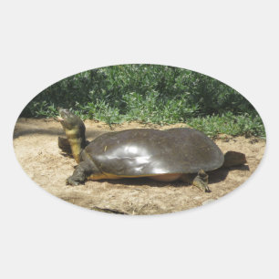 Softshell Schildpad Ovale Sticker