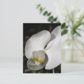 Soie - Orchidées blanches - Carte postale (Debout devant)