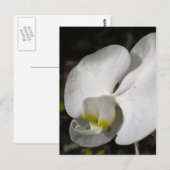 Soie - Orchidées blanches - Carte postale (Devant / Derrière)
