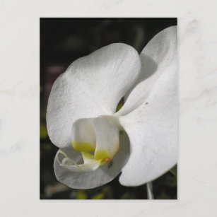 Soie - Orchidées blanches - Carte postale