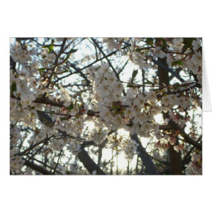 Soirée Fleurs de cerisiers II Printemps coucher de