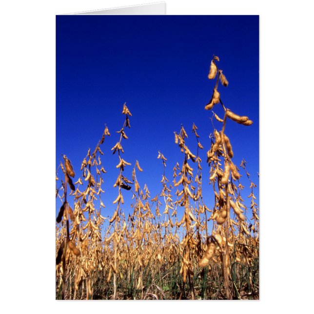 Sojabonen (Voorkant)