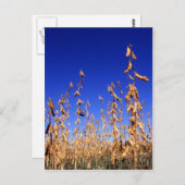 Sojabonen Briefkaart (Voorkant / Achterkant)