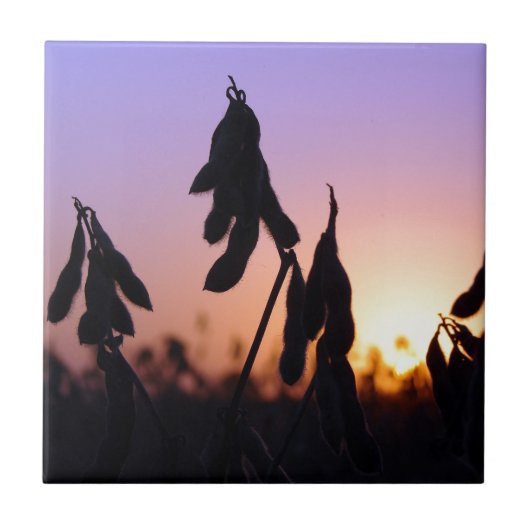 Sojabonen op Sunset Tegeltje (Voorkant)