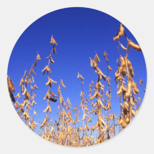 Sojabonen Ronde Sticker