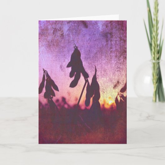 Sojaboon Sunset Grunge Kaart (Voorkant)