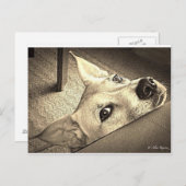 Sokka Davis Briefkaart (Voorkant / Achterkant)