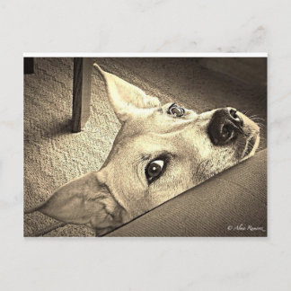 Sokka Davis Briefkaart