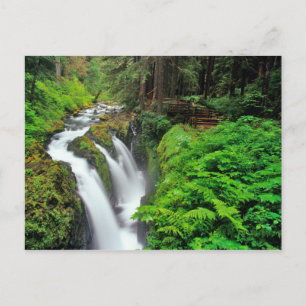 Sol Duc-Herfsten in het Nationaal Park van de Olym Briefkaart