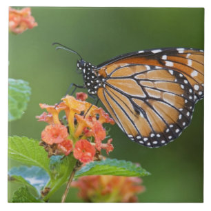 Soldaat (Danaus eresimus) vlindervoeding Tegeltje