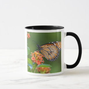 Soldier (Danaus eresimus) vlinder voedt zich Mok