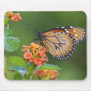 Soldier (Danaus eresimus) vlinder voedt zich Muismat