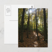 Soleil à travers les arbres Carte postale (Devant / Derrière)