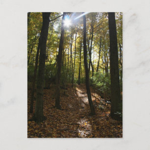 Soleil à travers les arbres Carte postale