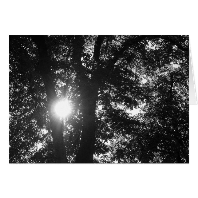 Soleil brillant à travers les arbres B&W (Devant horizontal)