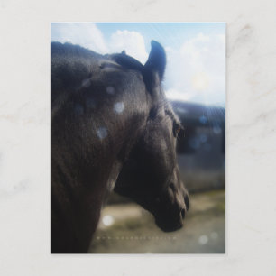 Soleil - Carte postale