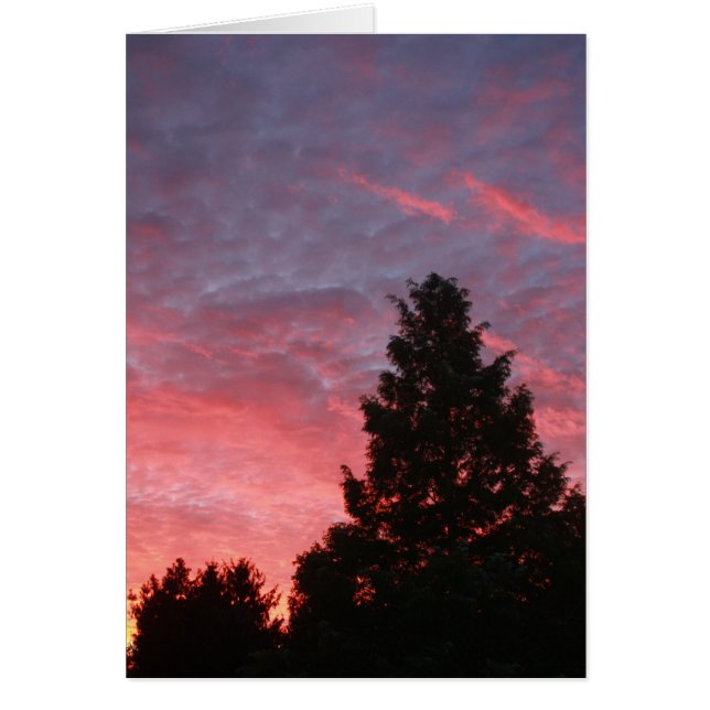 Soleil de Sequoia (Devant)