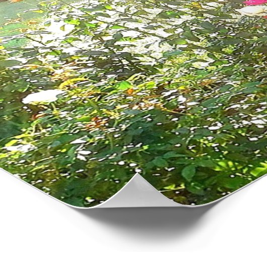 SOLEIL ET affiche ROSE (Coin)