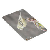 Soleil Goldfinch et Magnet de tournesol (Côté Droit)