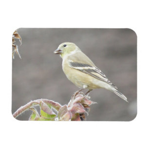 Soleil Goldfinch et Magnet de tournesol