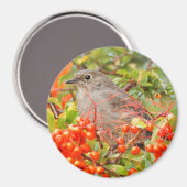 Solitaire stad van Townsend op de Pyracantha Magneet (Voorkant / Achterkant)