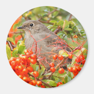 Solitaire stad van Townsend op de Pyracantha Magneet