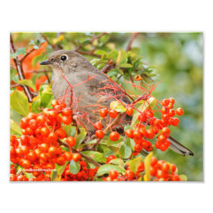Solitaire Townsend en Pyracantha Foto Afdruk