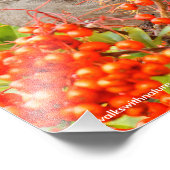 Solitaire Townsend en Pyracantha Foto Afdruk (Hoek)