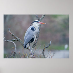 Solitaire Watcher Grey Heron Poster