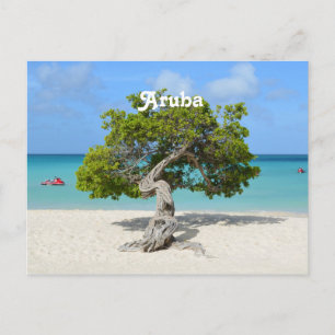 Solo Divi-boom in Aruba Briefkaart
