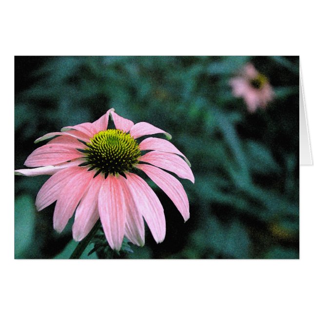 Solo Echinacea (Devant horizontal)